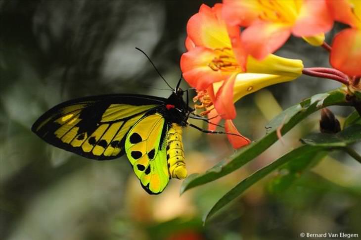 Butterflies: Chimaera Birdwing