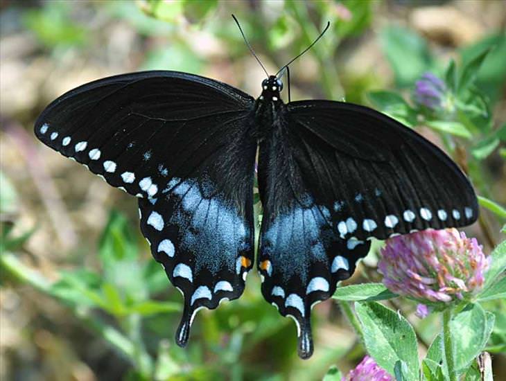 Butterflies: Spicebush Swallowtail