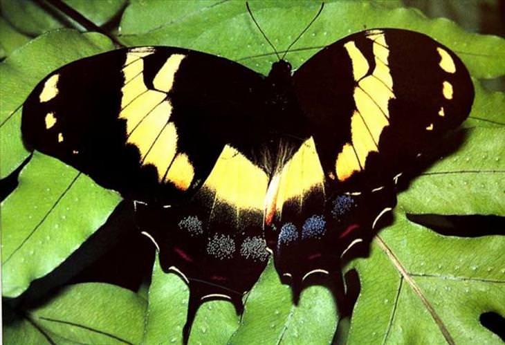 Butterflies: Jamaican Giant Swallowtail