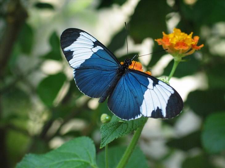 Butterflies: Sapho Longwing