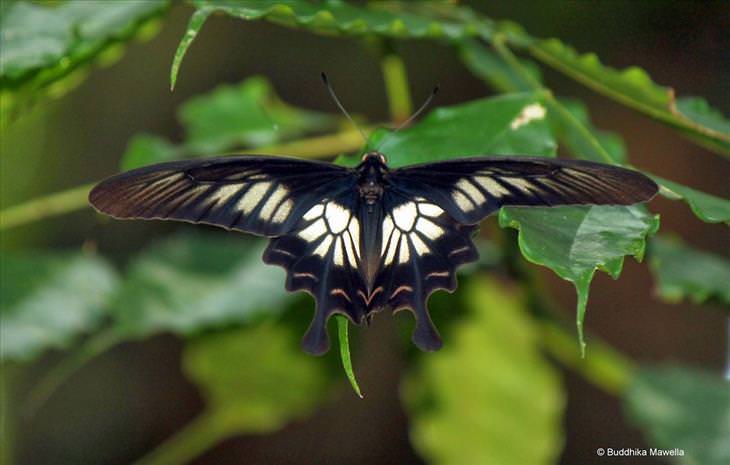 Butterflies: Ceylon Rose