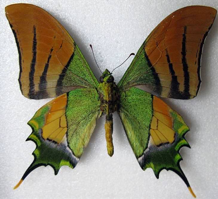 Butterflies: Golden Kaiser-i-hind