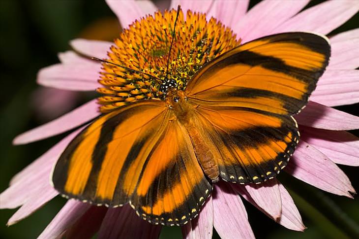 Butterflies: Banded Orange Tiger