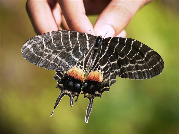 Butterflies: Bhutan Glory