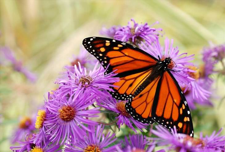 Butterflies: The monarch