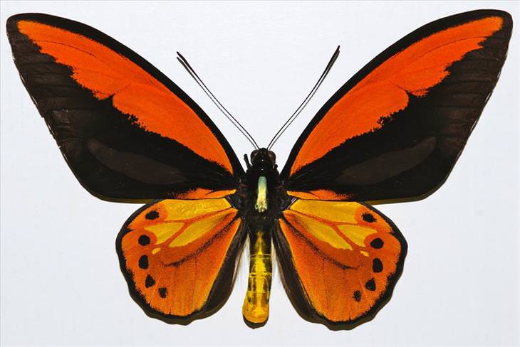 Butterflies: Wallace's Golden Birdwig