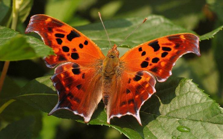 Butterflies: Question mark butterfly