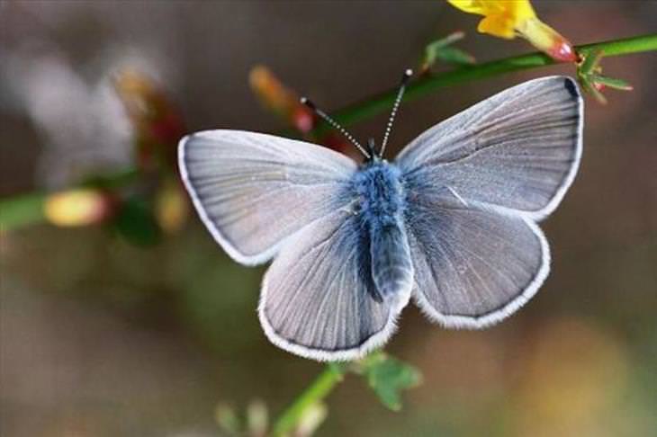 Butterflies: Palos Verdes Blue