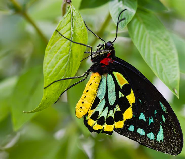 Butterflies: Richmond Birdwing