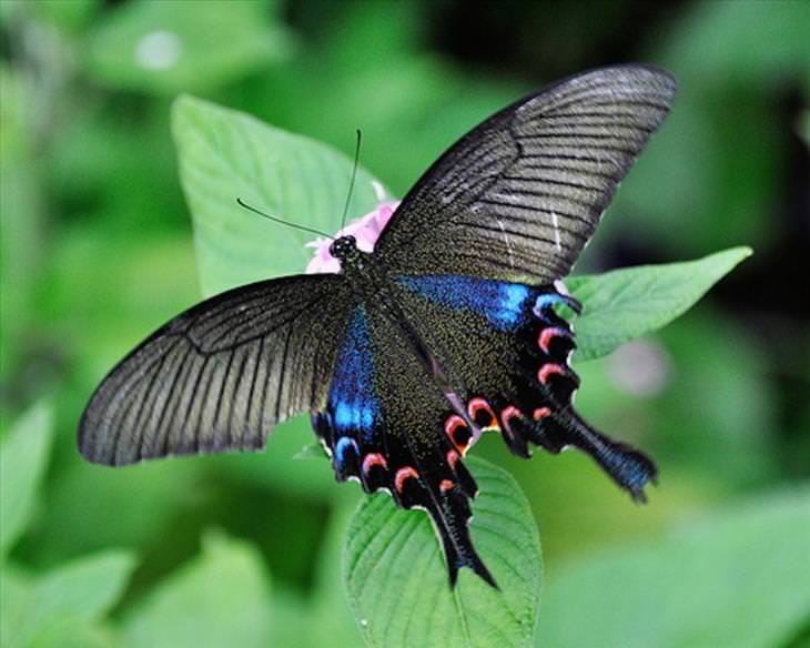 Butterflies: Luzon peacock Swallowtail