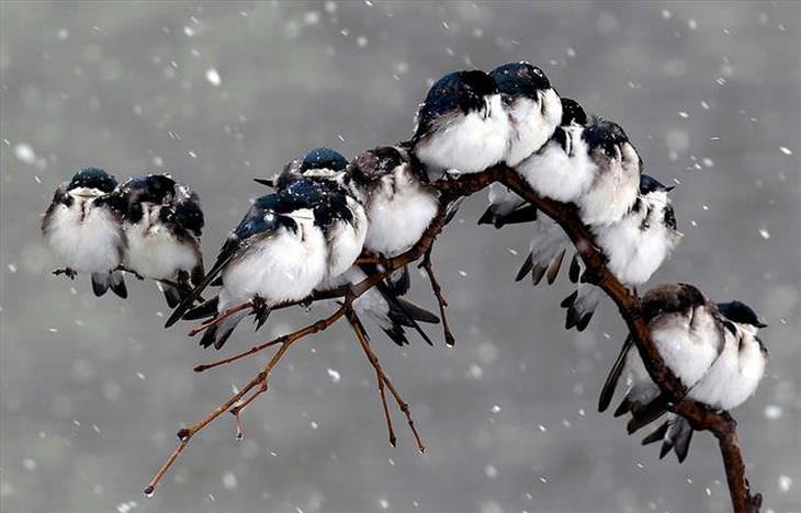 photos of birds huddling together 