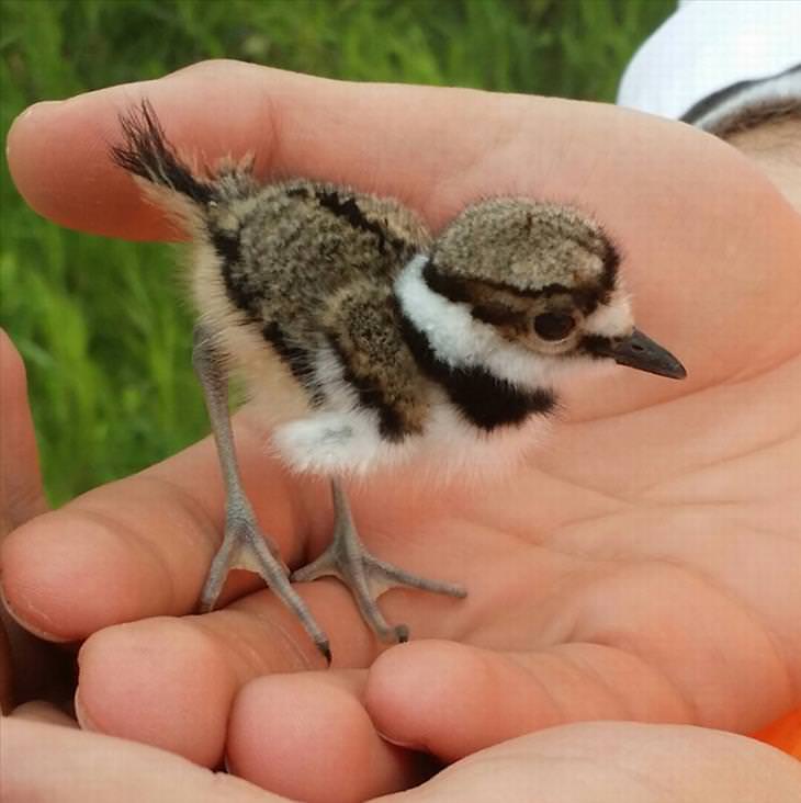 cute-little-birds