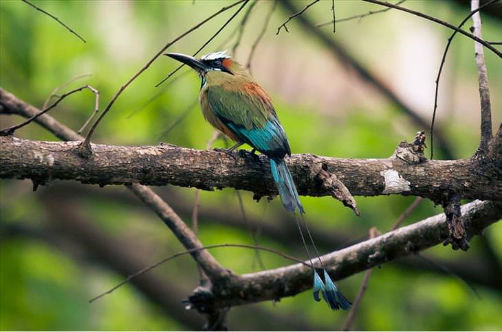 Colorful bird: Turquoise-browed Motmot