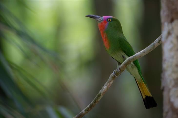Colorful bird: Red-bearded bee eater