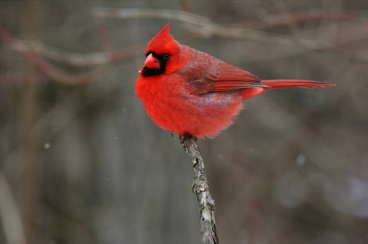 Colorful bird: Northern Cardinal