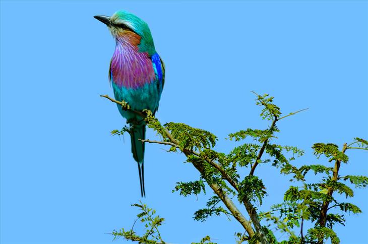 Colorful bird: Lilac-breasted Roller