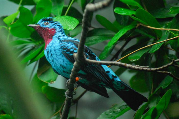 Colorful birds: Spangled Cotinga