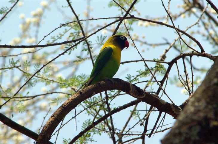 Colorful bird: Yellow-collared Lovebird