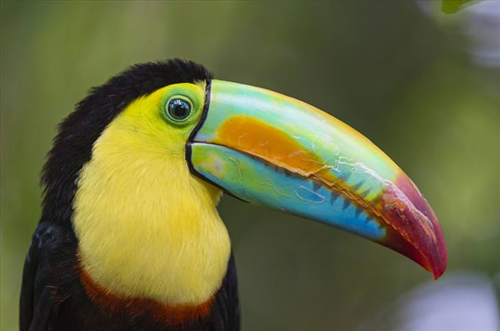 Colorful bird: Toucan