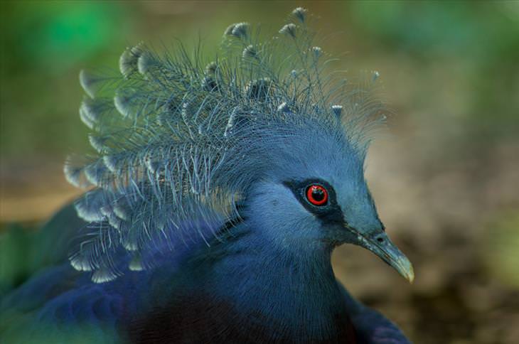 Colorful birds: Blue-crowned pigeon