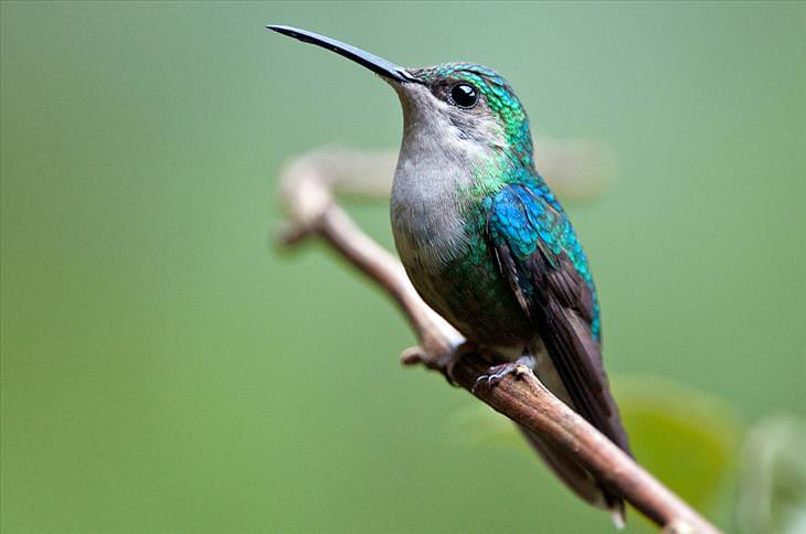 Colorful bird: Violet-crowned Woodnymph