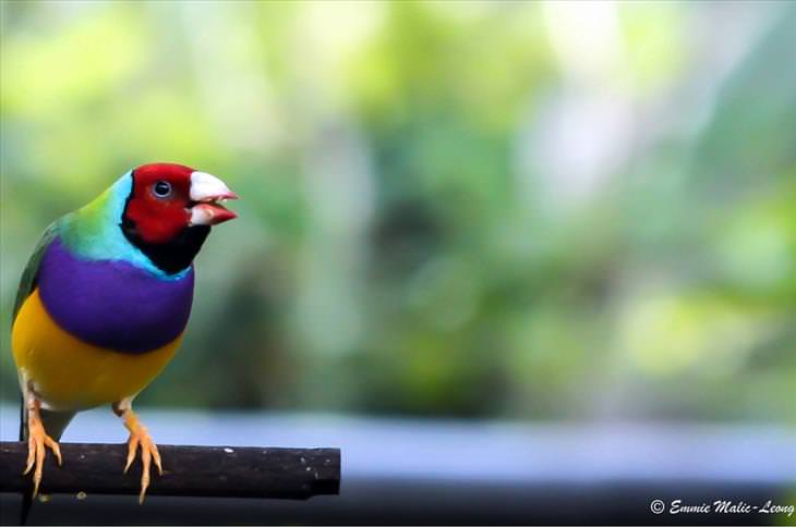 Colorful bird: Lady Gouldian Finch