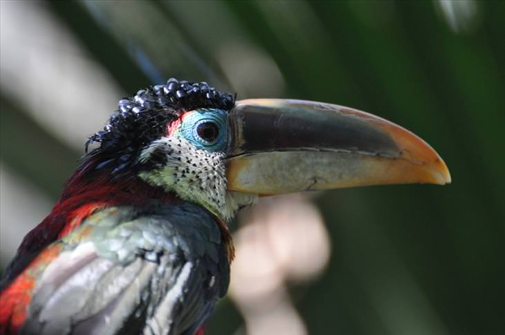 Colorful bird: Curl-crested Aracari