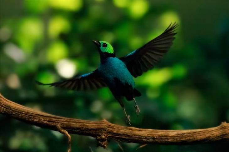 Colorful bird: Paradise Tanager