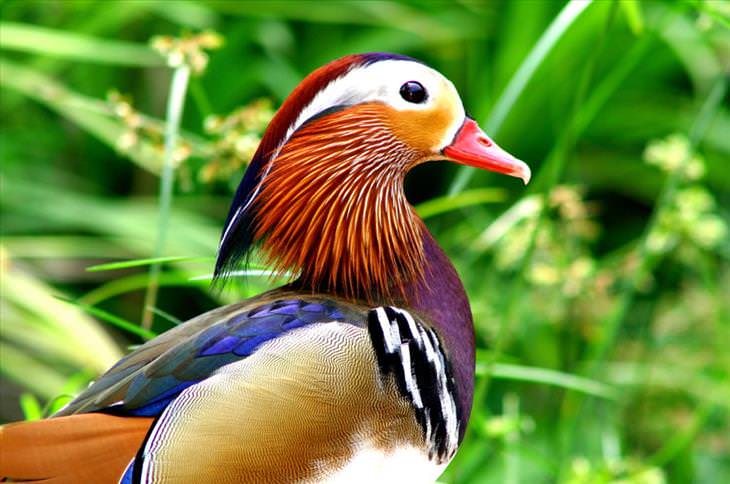 Colorful birds: Mandarin duck