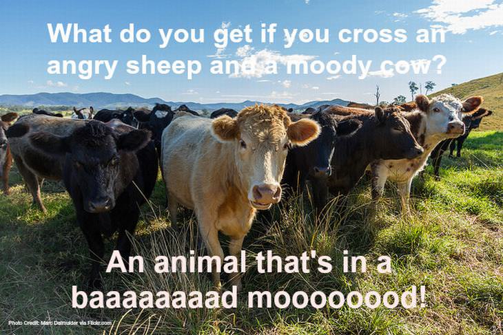 animal puns: cows