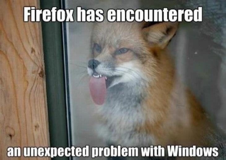 animal puns: Fox licking a window
