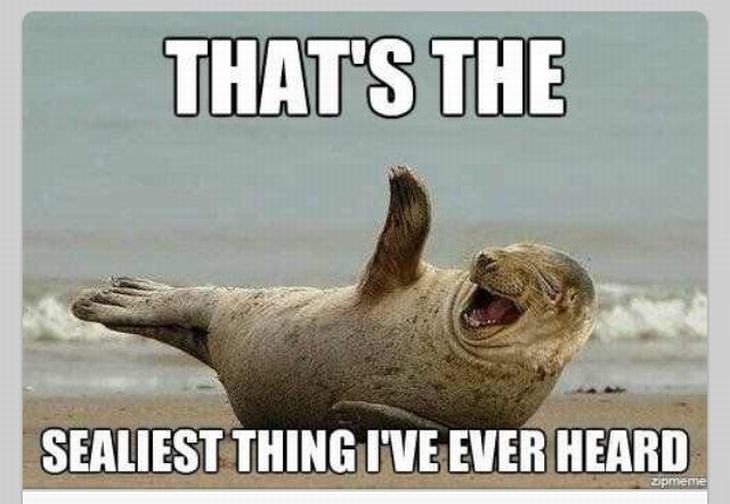animal puns: Seal