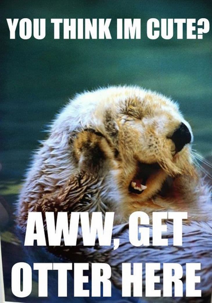 animal puns: Cute otter