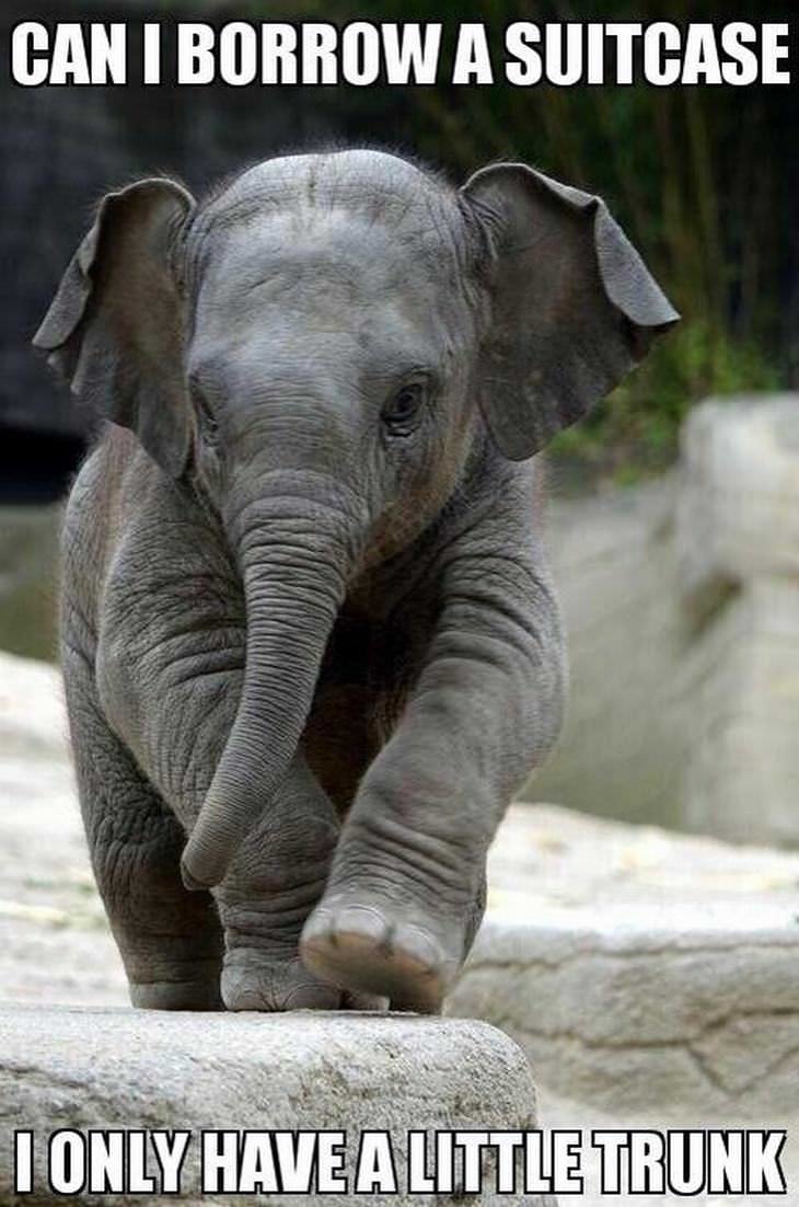 animal puns: Baby elephant