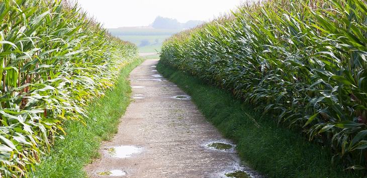 Corn Stories