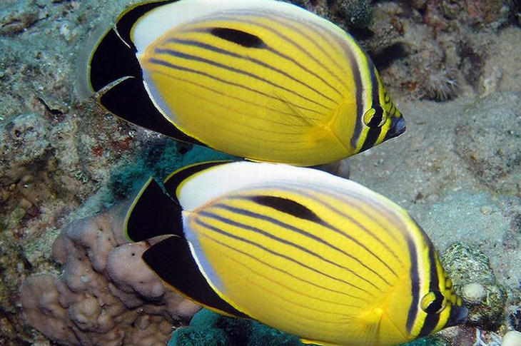 Colorful fish: Yellow Butterflyfish
