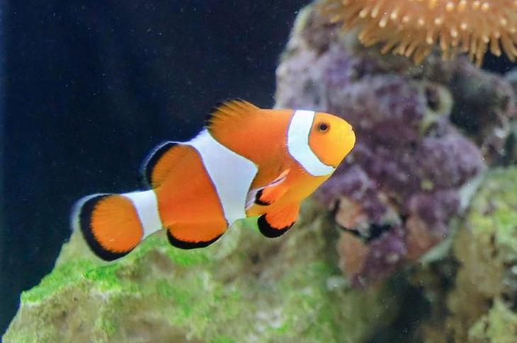Colorful fish: Clownfish