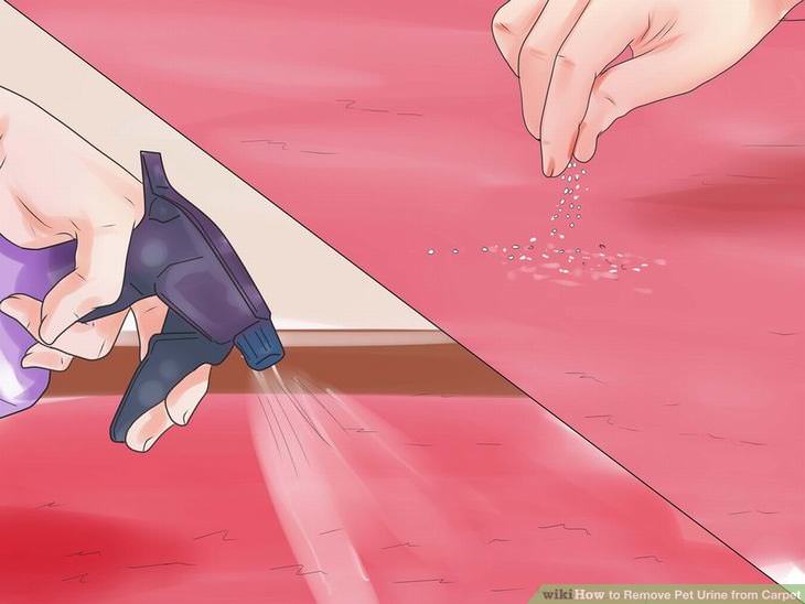 remove pet stains