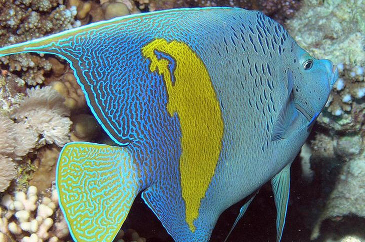 Colorful fish: Arabian angelfish