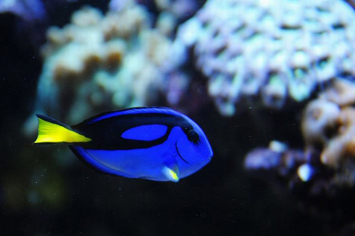 Colorful fish: Regal tang