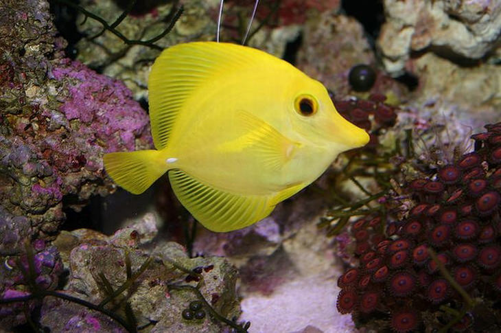 Colorful fish: Yellow tang