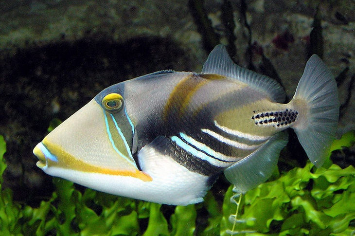 Colorful fish: Picasso tigerfish