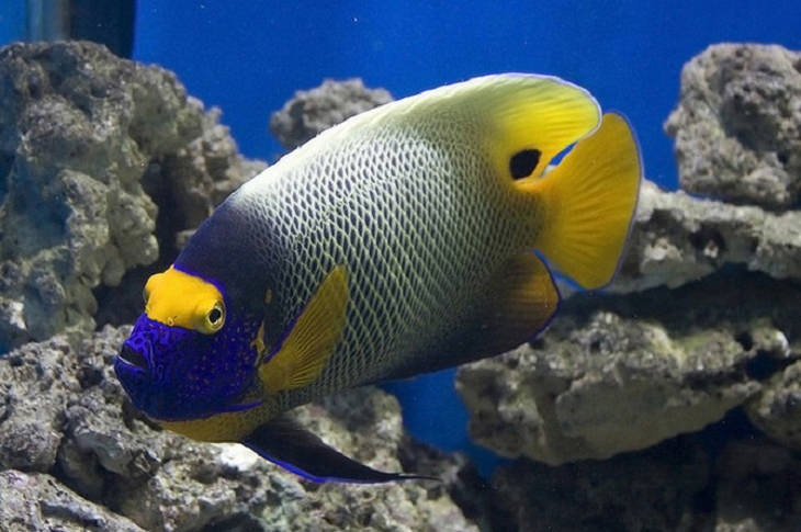 Colorful fish: Blueface Angelfish