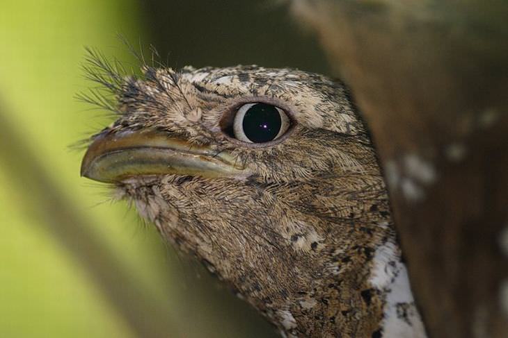 beautiful rare birds: Indian frogmouth