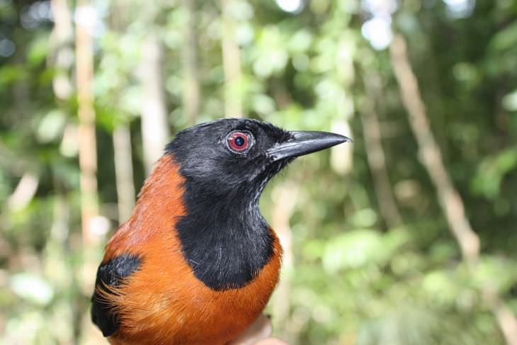 beautiful rare birds: Hooded Pitohui