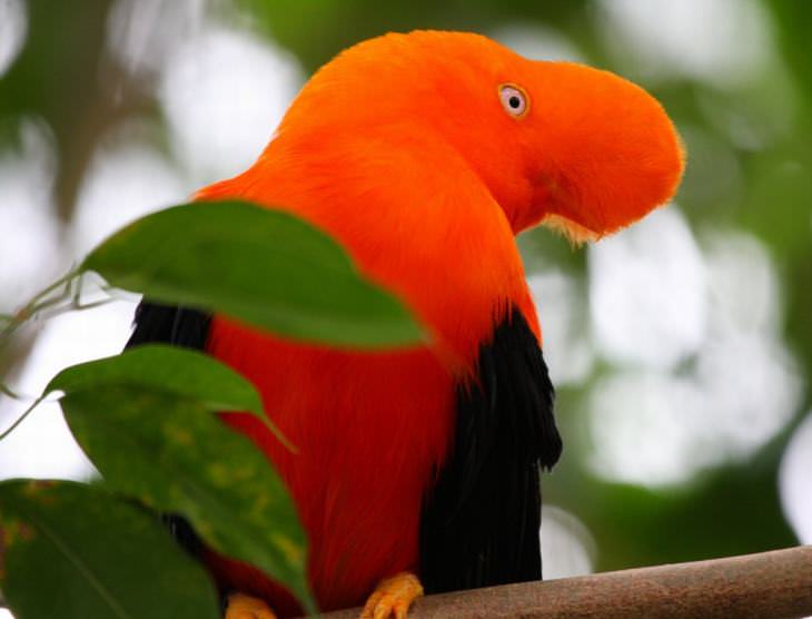 beautiful rare birds: Andean Cock-of-the-rock