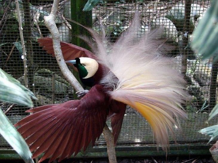 beautiful rare birds: Greater bird of paradise