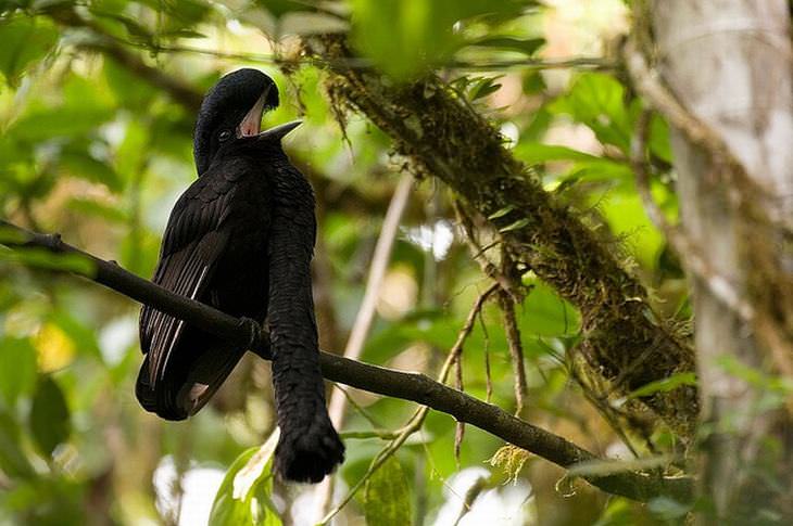 beautiful rare birds: Long-Wattled Unbrellabird