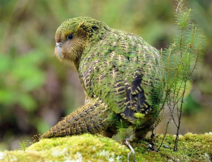 beautiful rare birds: Kakapo