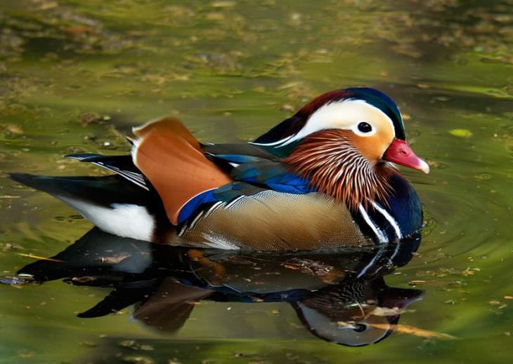 beautiful rare birds: Mandarin Duck